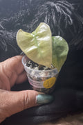 Alocasia Polly Mint Pink Variegated pup 2”pot