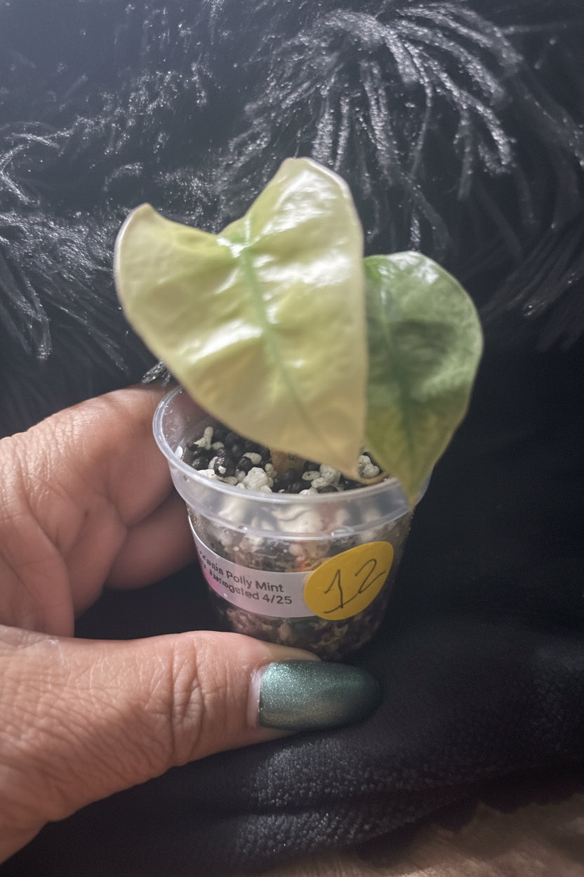 Alocasia Polly Mint Pink Variegated pup 2”pot