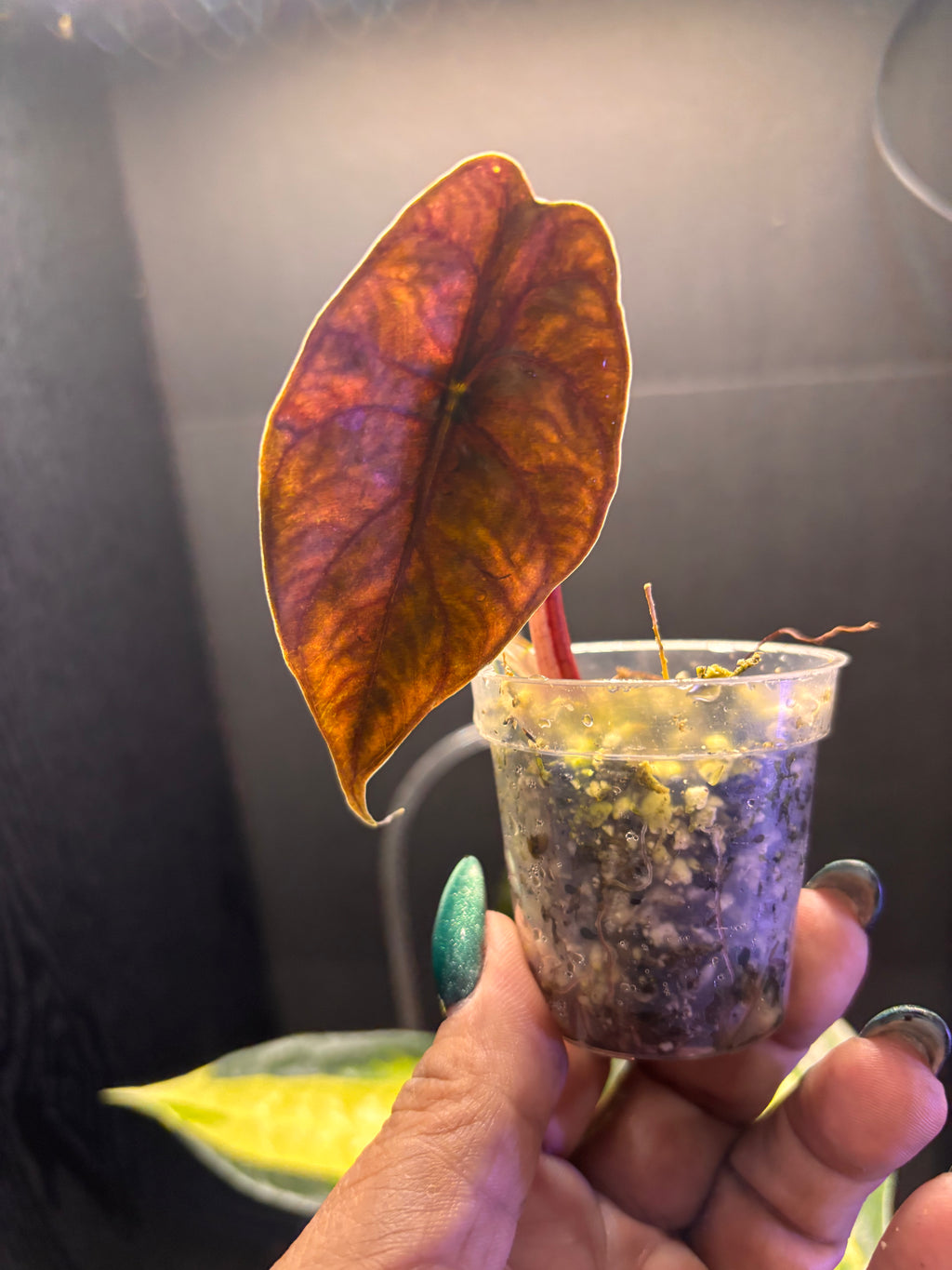 Alocasia Chantrieri pup 2” pot