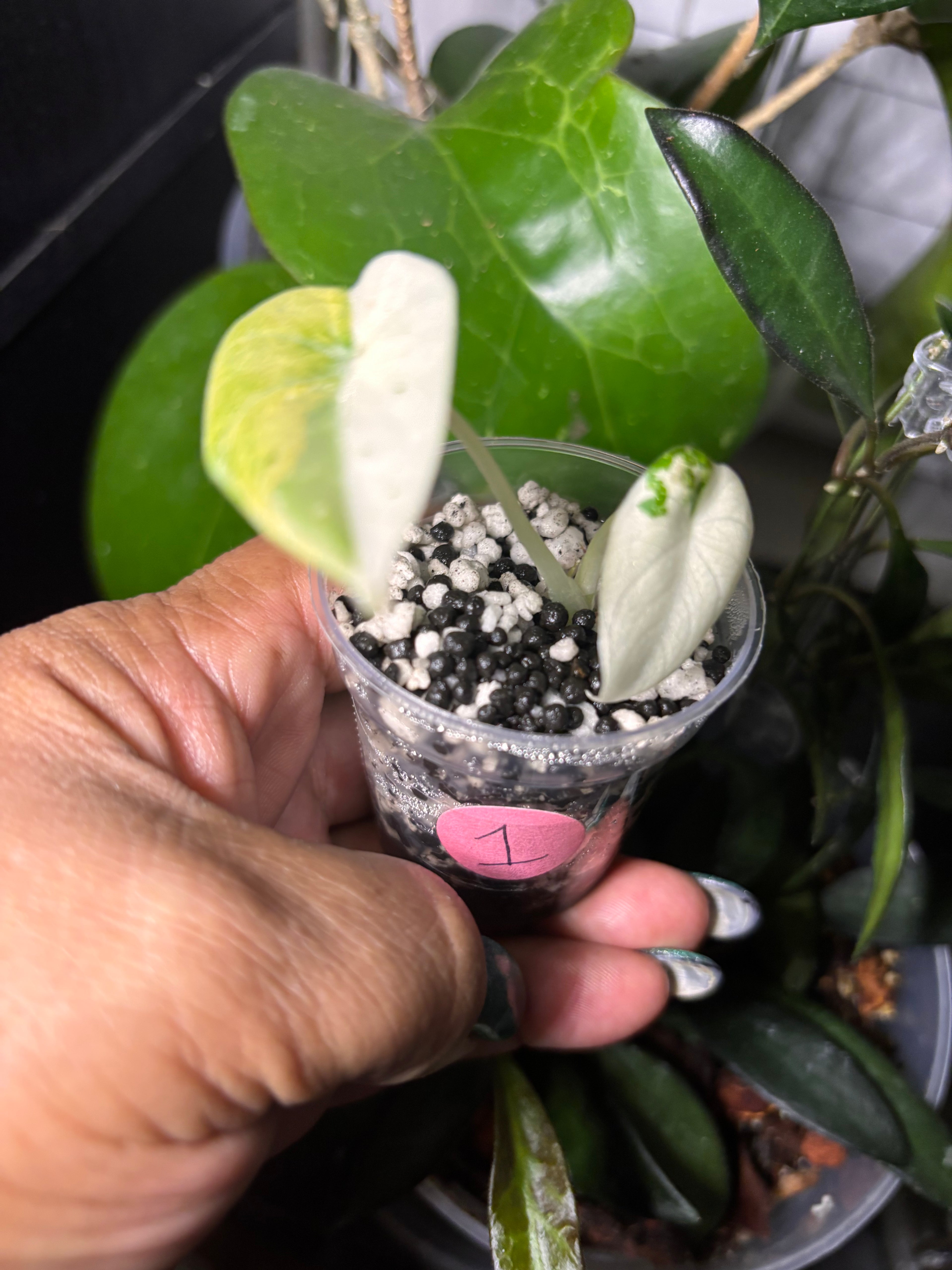 Alocasia Black Velvet Pink pup 2” pot