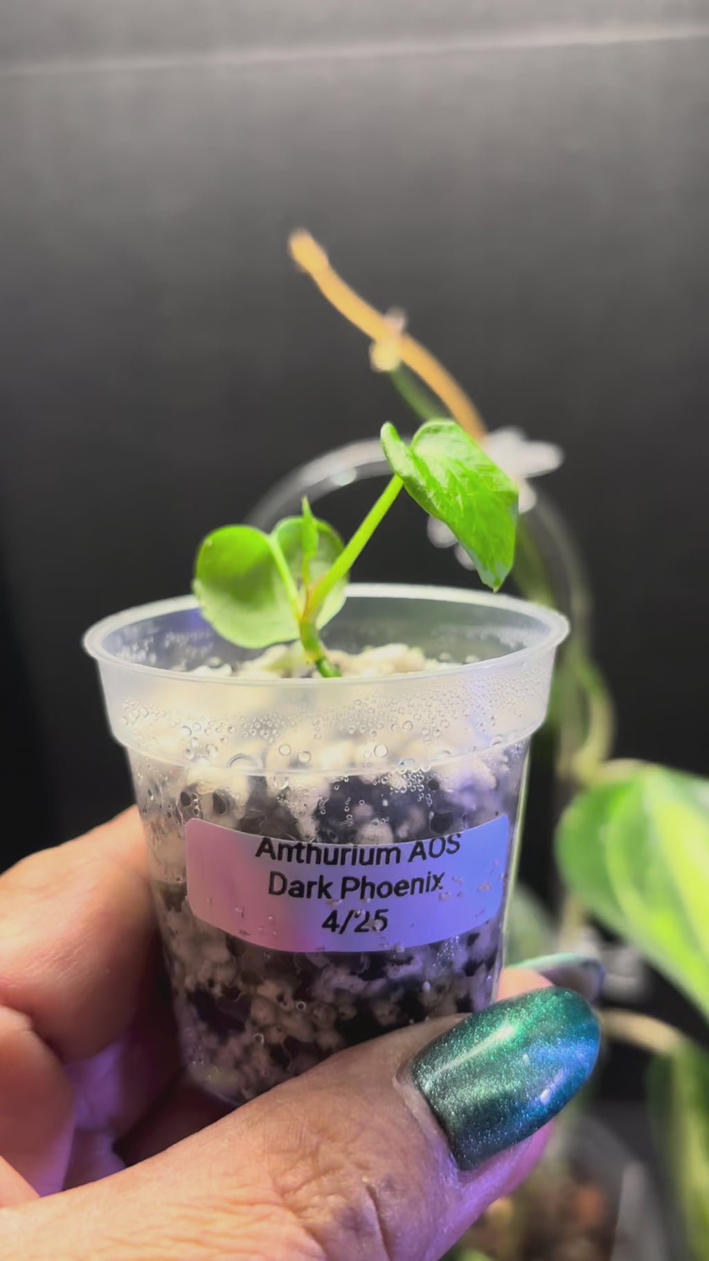 Anthurium AOS Dark Phoenix pup 2 “pot