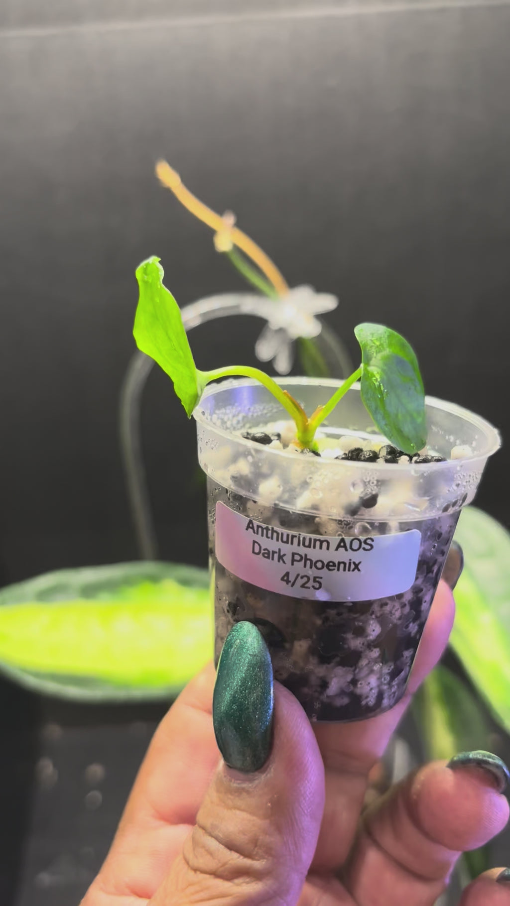 Anthurium AOS Dark Phoenix pup 2 “pot