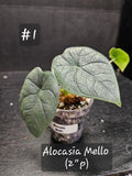 Alocacia Melo