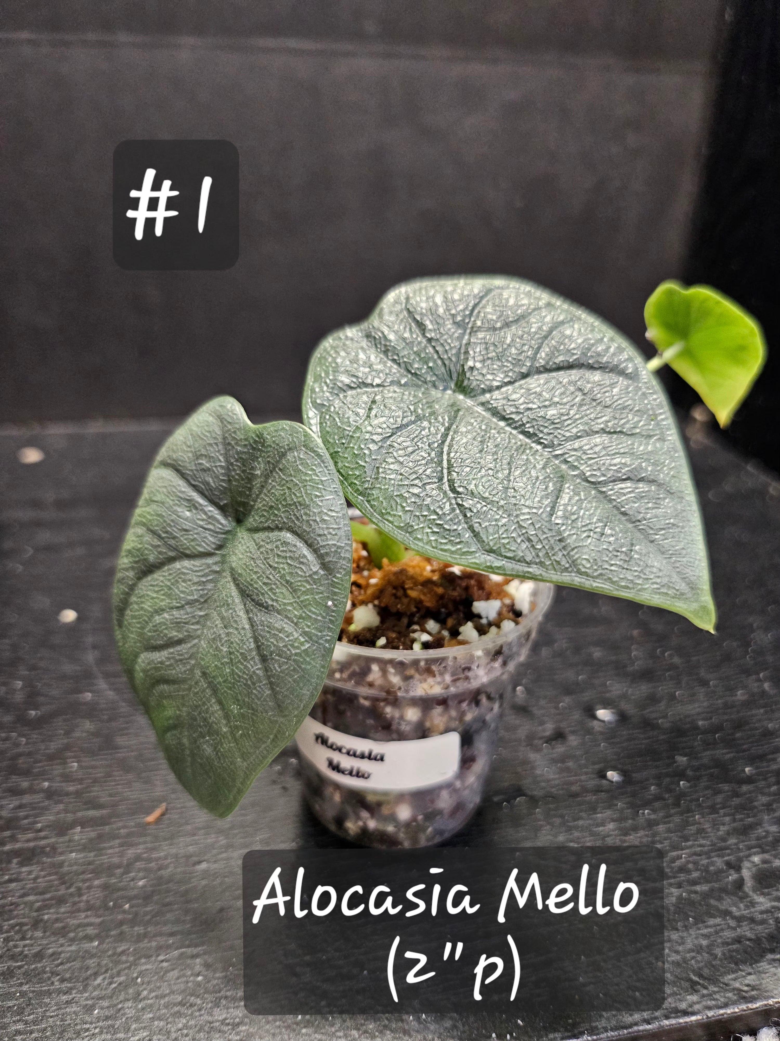 Alocacia Melo