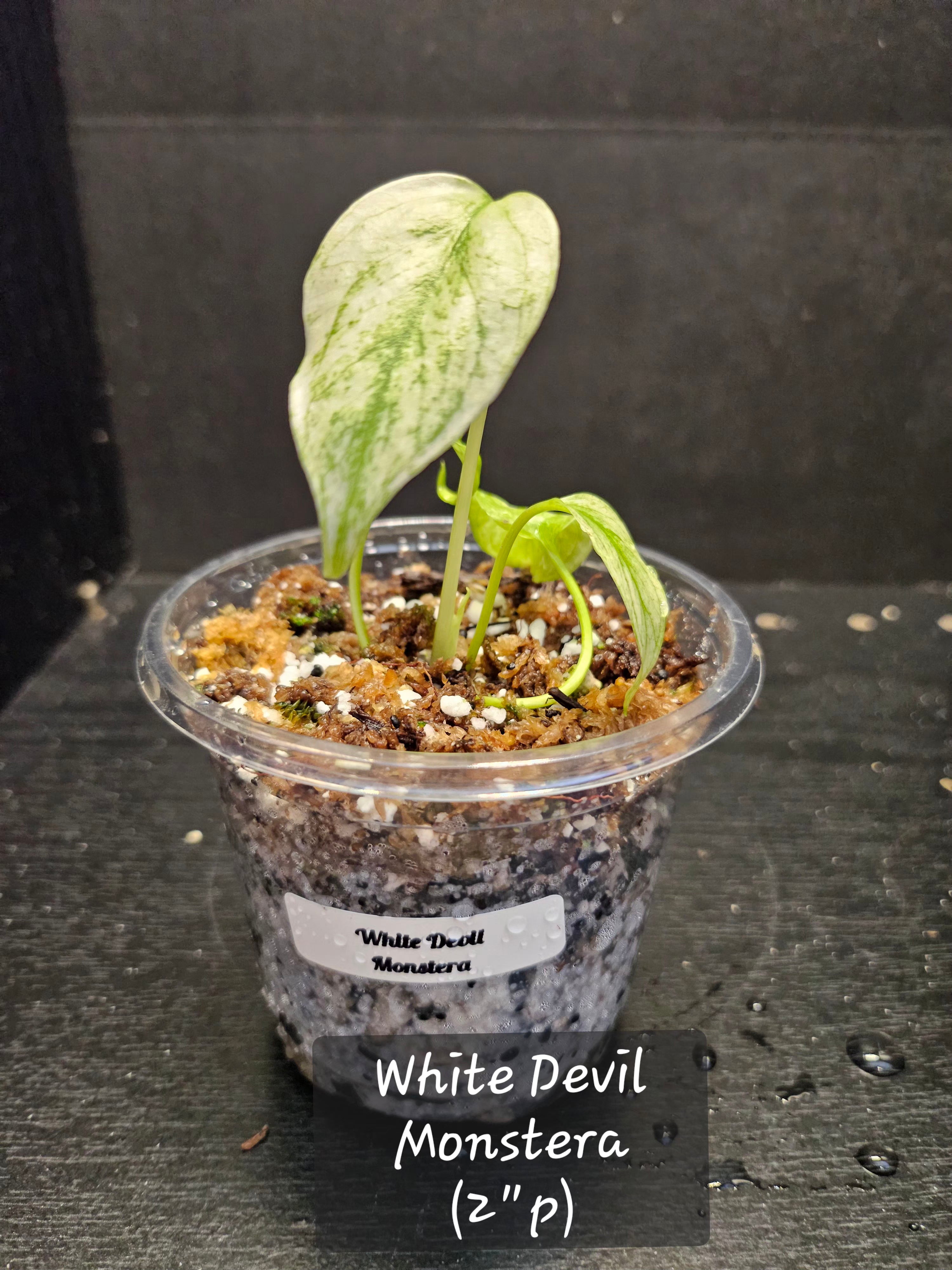 White Devil Monstera