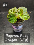 Begonia Ruby Dragon #1