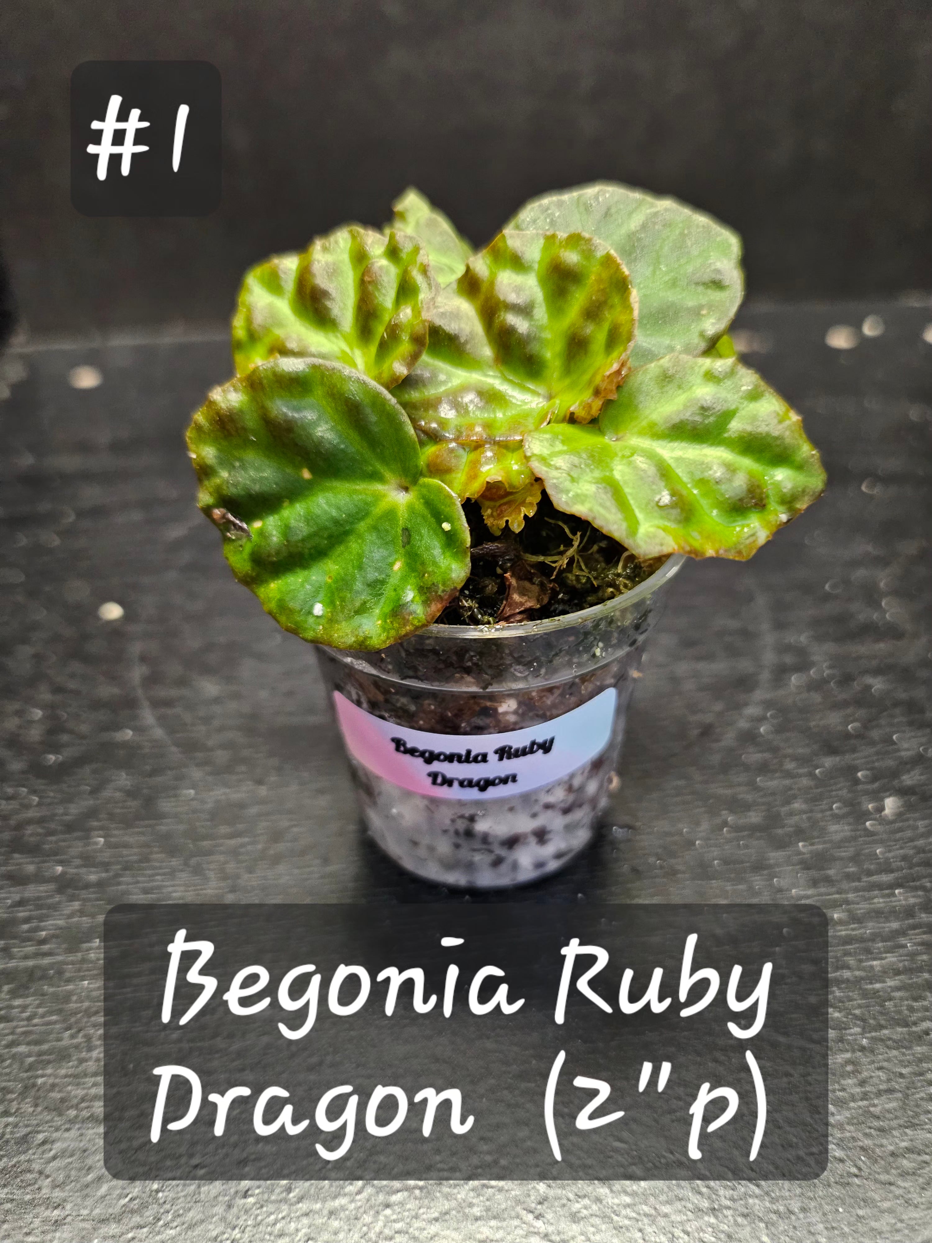 Begonia Ruby Dragon #1